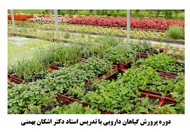 پرورش گیاهان دارویی